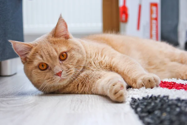 Eine Niedliche Gestromte Katze Entspannt Und Ist Sehr Entzückend — Stockfoto