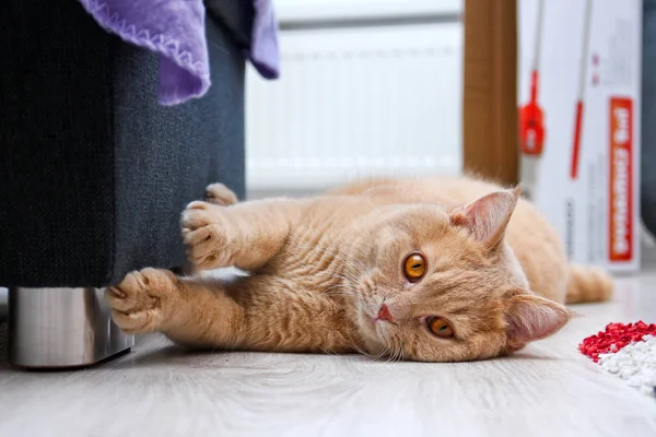 Ein Niedlicher Rothaariger Gestromter Kater Liegt Auf Dem Boden Und — Stockfoto