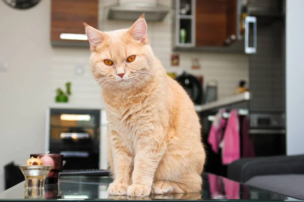 Gato Pelo Rojo Está Sentado Mesa Está Bastante Relajado Disfruta — Foto de Stock