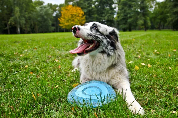 Şirin bir köpek bir çim üzerinde yalan ve onun frizbi holding. 