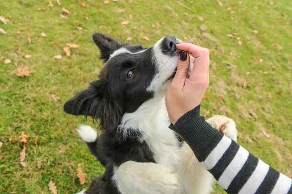 Cachorro Collie Fronterizo Joven Está Sentado Renunciando Sus Patas Delanteras — Foto de Stock