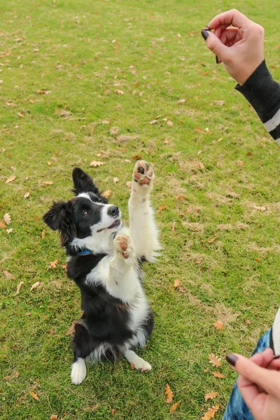 Cachorro Collie Fronterizo Joven Está Sentado Renunciando Sus Patas Delanteras —  Fotos de Stock