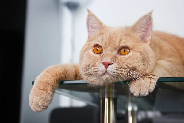 Eine Katze Liegt Auf Dem Glastisch Und Ist Schläfrig Und — Stockfoto