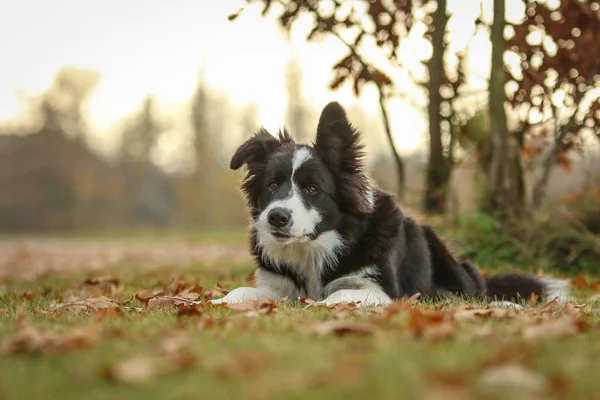 Une Photo Jeune Chiot Collie Frontière Profitant Promenade Dans Nature — Photo