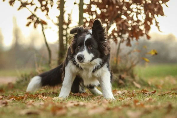 自然の中で散歩を楽しむ若いボーダーコリー子犬の画像 ツリーの下でポーズ — ストック写真