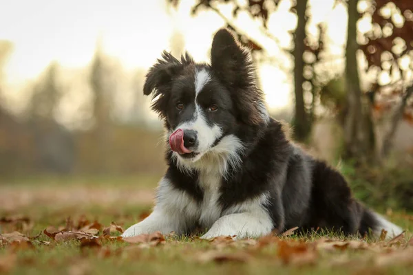 Een Beeld Van Jonge Bordercollie Puppy Genieten Van Wandeling Natuur — Stockfoto