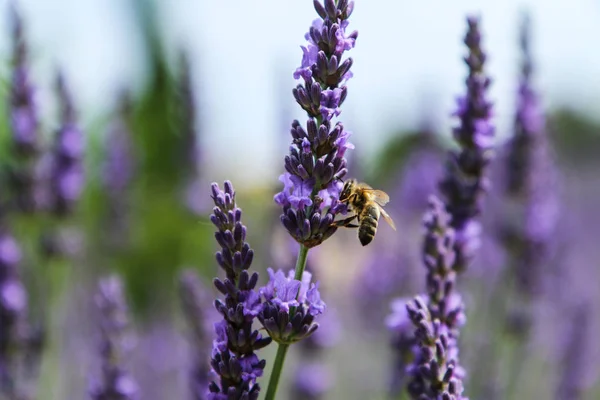 Picture Beautiful Fields Provance Summer Full Lavender Bloom — Stock Photo, Image