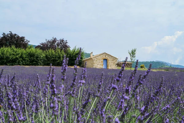 Picture Beautiful Fields Provance Summer Full Lavender Bloom — Stock Photo, Image