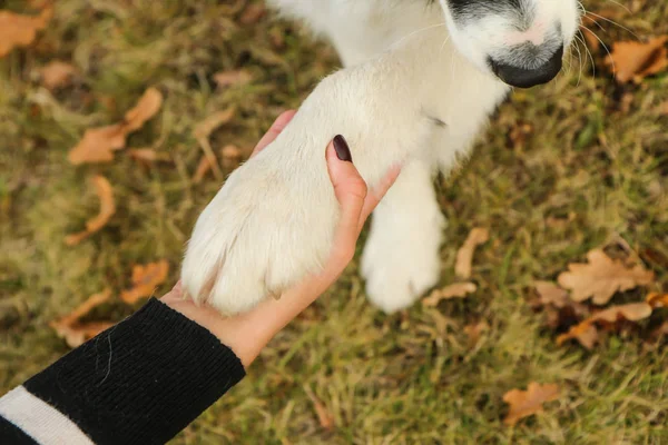 Κρατώντας Χέρι Και Σκυλιά Πόδι Εικόνα Λεπτομέρεια Είναι Ένα Σύμβολο — Φωτογραφία Αρχείου
