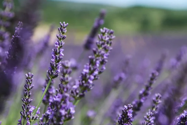 Picture Beautiful Fields Provance Summer Full Lavender Bloom — Stock Photo, Image