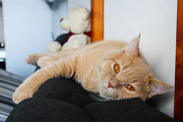 Een Schattige Rode Haired Cyperse Kater Liggend Bank Zoek Gelukkig — Stockfoto