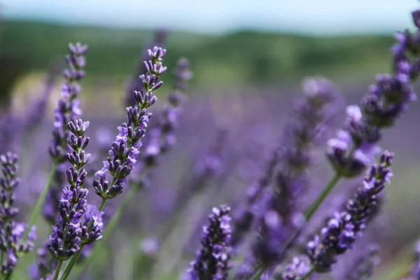 Picture Beautiful Fields Provance Summer Full Lavender Bloom — Stock Photo, Image