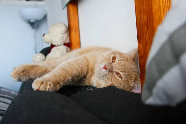 Cute Red Haired Tabby Tomcat Lying Sofa Looking Happy Satisfied — Stock Photo, Image
