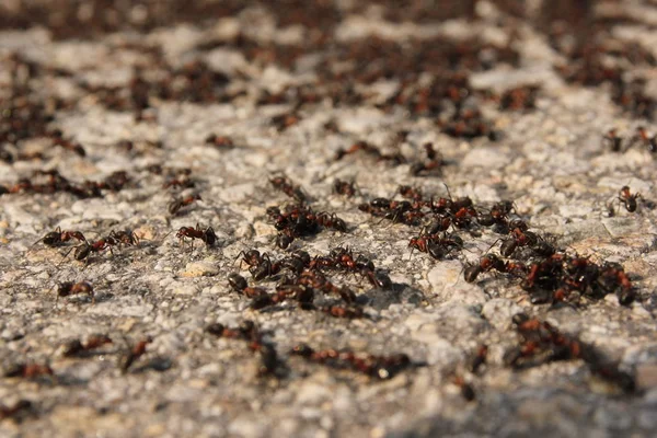 路上有许多大蚂蚁 他们中的一群人的一个细节 — 图库照片