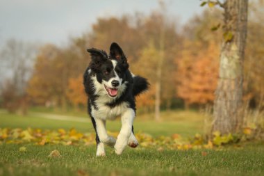 Düşen yaprakları arasında sonbahar çayır üzerinde çalışan genç bir sınır Collie köpek bir resim. Doğanın tadını çıkarıyor ve dışarıda olmaktan mutluluk duyar.. 