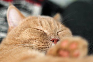 Sevimli bir tekir kedi rahatlatıcı ve çok sevimli. 