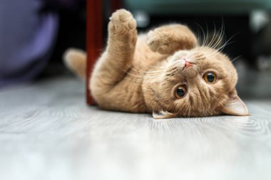 Sevimli bir tekir kedi rahatlatıcı ve çok sevimli. 