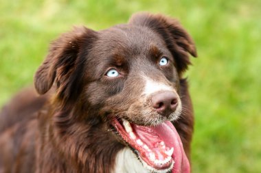 Mavi gözler ile Avustralyalı çoban köpeği bir portre resmi. Biraz kötü ya da zombi gibi görünüyor. Ama sevimli, mutlu ve memnun. 