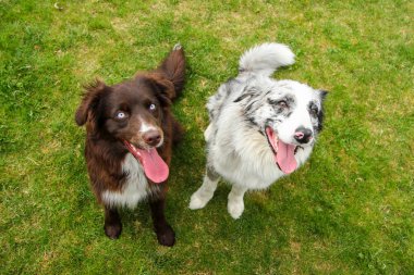 İki Avustralyalı çoban bahçede oturuyor. Onlar memnun ve rahat görünüyorlar. 