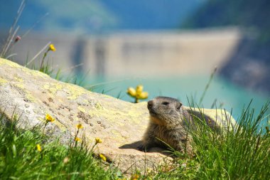 Avusturya Barajı yakınında oturan utangaç vahşi Marmot, Güneş ve ısı zevk. 