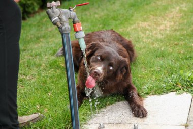 İçme suyu ve oldukça komik susamış bir köpektir. 