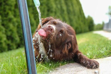İçme suyu ve oldukça komik susamış bir köpektir. 
