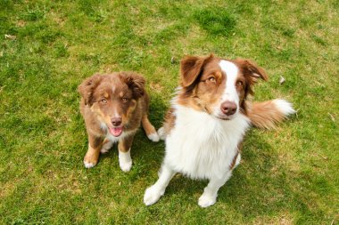 İki Avustralyalı çoban çim üzerinde oturuyor. Biri yetişkindir, biri köpek yavrusu. Onlar itaatkâr, mutlu ve memnun görünüyorlar. 
