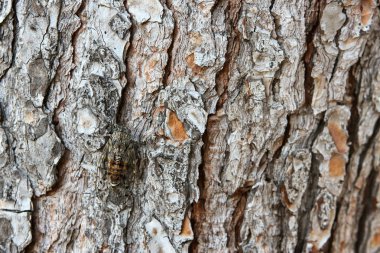 Bir tek ağustosböceği ağaçlar gövdede siting bir resim. Doğal kamuflaj iyi bir örnek. 