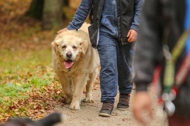 Sahibi ile eski Labrador Retriever resmi. Eski olduğu gibi köpek, yorgun görünüyor, ama onun sahibi ile dışarıda olmak için mutlu. 