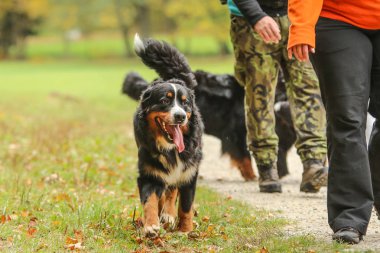 Yetişkin Bernese dağ köpeği sonbahar doğada yürüyüş sırasında bir resim. O bu hes insanlar ve diğer köpekler arasında süre zevk almak. 