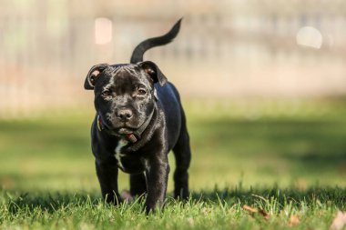 Amerikan Staffordshire Terrier şirin bir köpek bir portre resim. 
