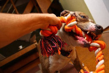 Amerikan staffordshire köpek sahibi ile oynuyor. O içine belgili tanımlık ip ve kavgalar ısırıyor adamla. 