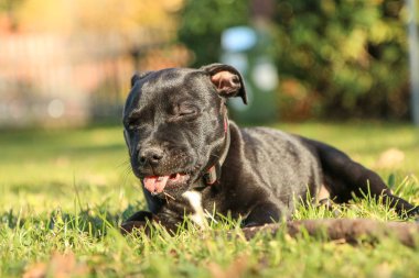 A portrait picture of a  cute puppy of the American Staffordshire Terrier.  clipart