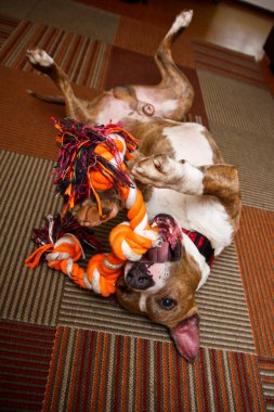 Amerikan staffordshire köpek sahibi ile oynuyor. O içine belgili tanımlık ip ve kavgalar ısırıyor adamla. 