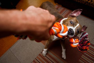 Amerikan staffordshire köpek sahibi ile oynuyor. O içine belgili tanımlık ip ve kavgalar ısırıyor adamla. 