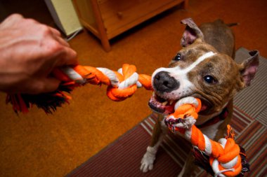 The american staffordshire dog is playing with the owner. He is biting into the rope and fights with the man.  clipart