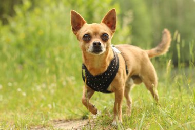 amaçlayan, sakin, chihuahua, sevimli, köpek, sabit, odaklanmış, bak, erkek, namlu, doğa, evde beslenen hayvan, portre, poz, rahat, sit, küçük, bakışları, kal