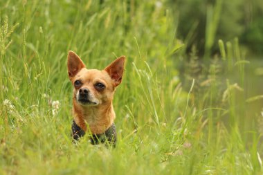amaçlayan, sakin, chihuahua, sevimli, köpek, sabit, odaklanmış, bak, erkek, namlu, doğa, evde beslenen hayvan, portre, poz, rahat, sit, küçük, bakışları, kal