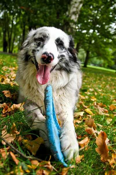 Cão Bonito Está Deitado Uma Grama Segurando Seu Frisbee — Fotografia de Stock