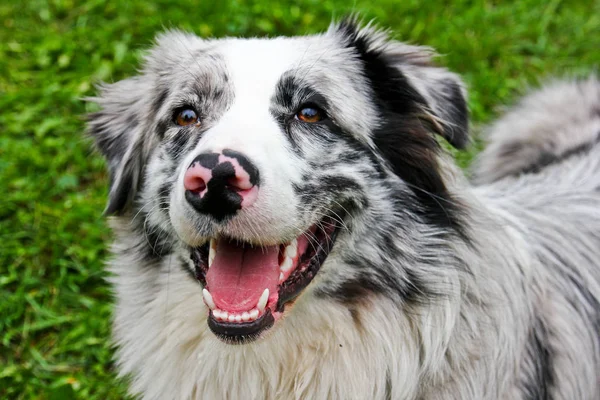 Berger Australien Mignon Regardant Dans Ciel Souriant — Photo