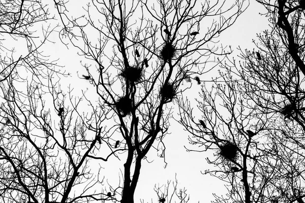 A picture from the city park when the darkness comes. The silhouettes of the trees are only visible with the nests of the crows on them.