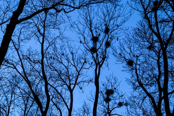 A picture from the city park when the darkness comes. The silhouettes of the trees are only visible with the nests of the crows on them.