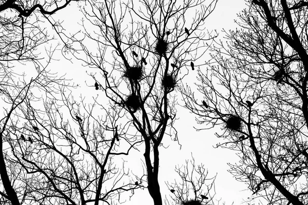 Karanlık Geldiğinde Şehir Parkı Resimden Ağaçlarının Silhouettes Yalnızca Onlara Karga — Stok fotoğraf
