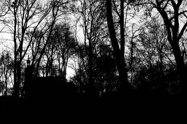 Picture City Park Darkness Comes Silhouettes Trees Only Visible Nests — Stock Photo, Image