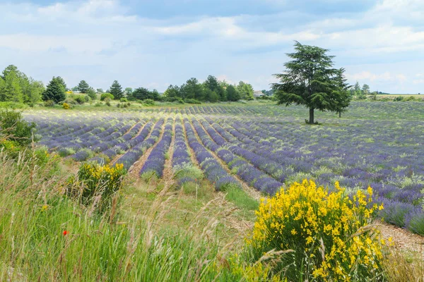 Picture Fresh Lavender Field Provence Hot Summer Day — Stock Photo, Image