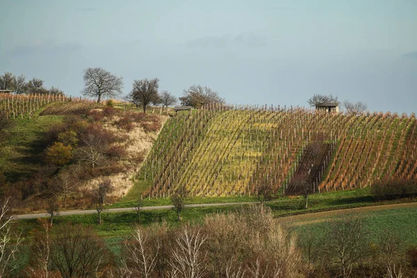 捷克共和国摩拉维亚葡萄园的照片 葡萄成熟了 收获也很近 — 图库照片