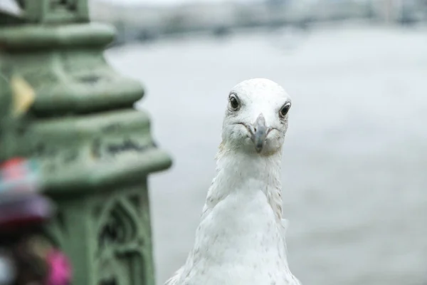 Porträtbild Der Neugierigen Möwe — Stockfoto