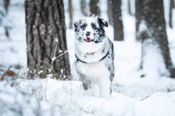 Portrait Berger Australien Mignon Pendant Hiver — Photo