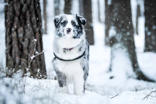 Portrait Berger Australien Mignon Pendant Hiver — Photo