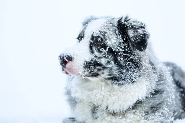 Portrét Roztomilé Australské Pastýře Zimě Jeho Tvář Plná Sněhu — Stock fotografie